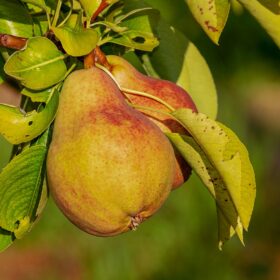 pear-3560106_1280